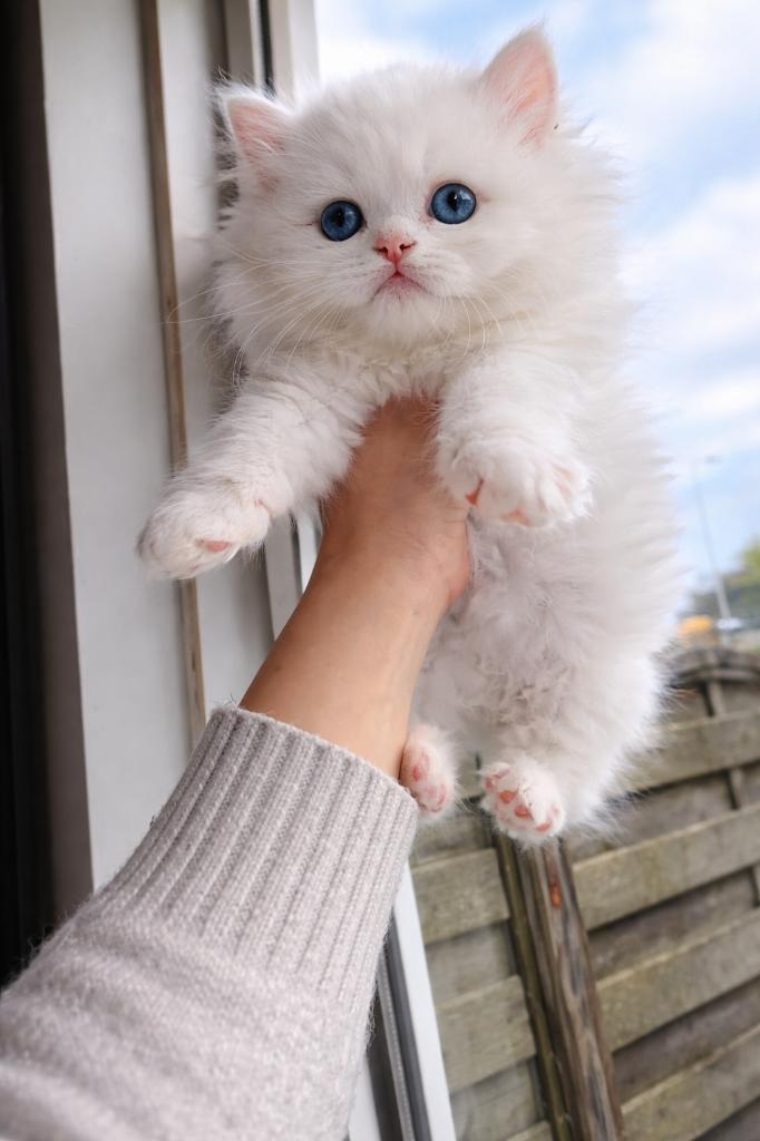 britse langhaar, Meerdere dieren, Met stamboom, 0 tot 2 jaar