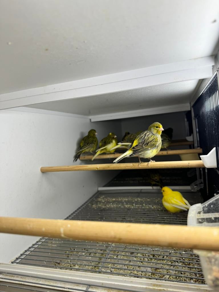 Kanarie mannen en popen 2025, Dieren en Toebehoren