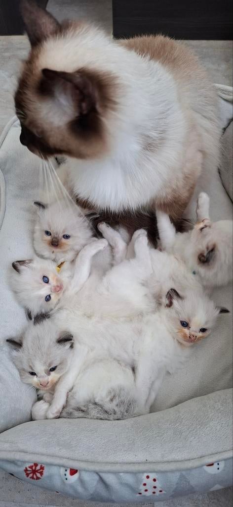 Ragdoll kittens met stamboom, Dieren en Toebehoren, Meerdere dieren, Met stamboom, 0 tot 2 jaar