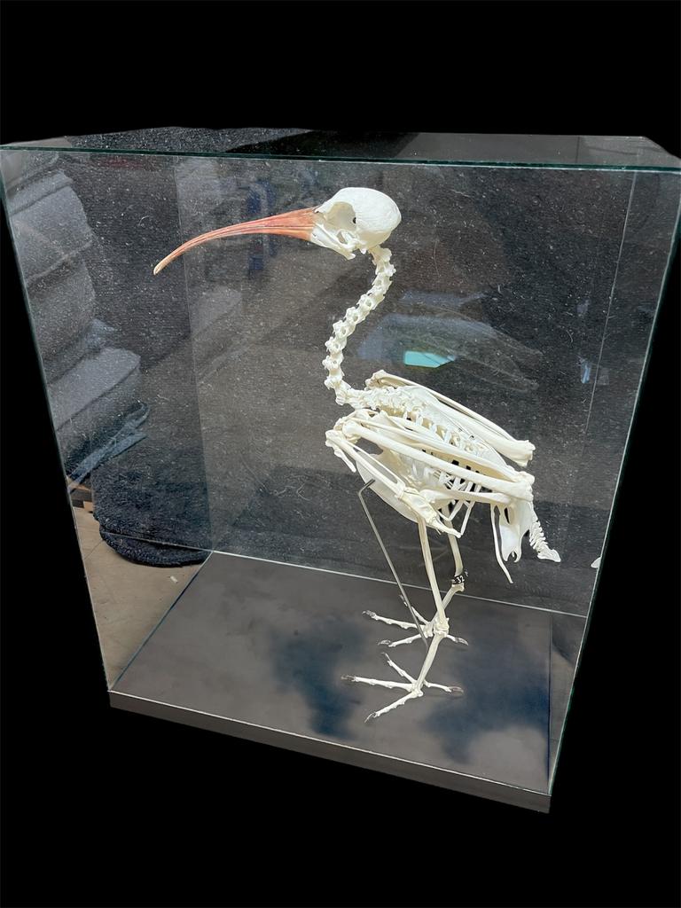 Schedel/Skelet baldibis, Ophalen, Nieuw, Vogel, Schedel