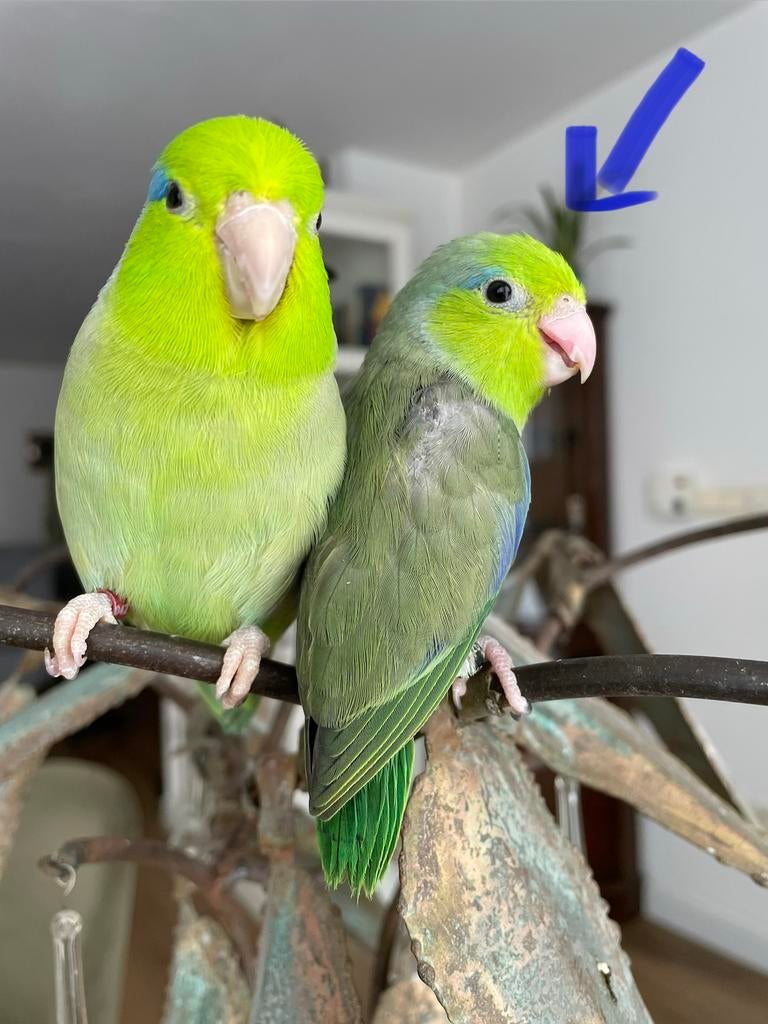 Baby forpus | Forpus kuikens. Zijn gewend aan de hand, Geslacht onbekend, Dwergpapegaai of Agapornis, Geringd