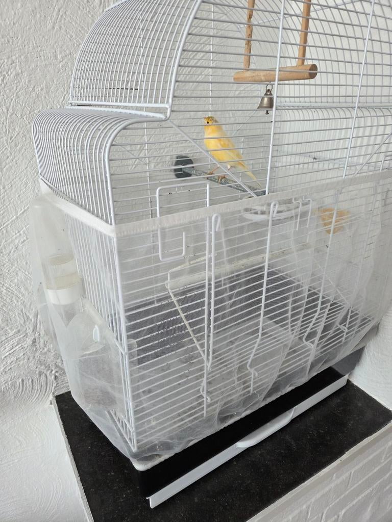 Kanarie met kooi, Ophalen, Zo goed als nieuw, Metaal, Vogelkooi