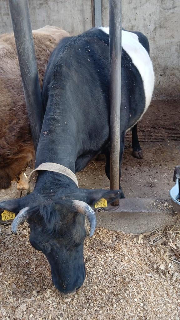 lakenvelder kalfkoe, Dieren en Toebehoren, Vrouwelijk, 3 tot 6 jaar