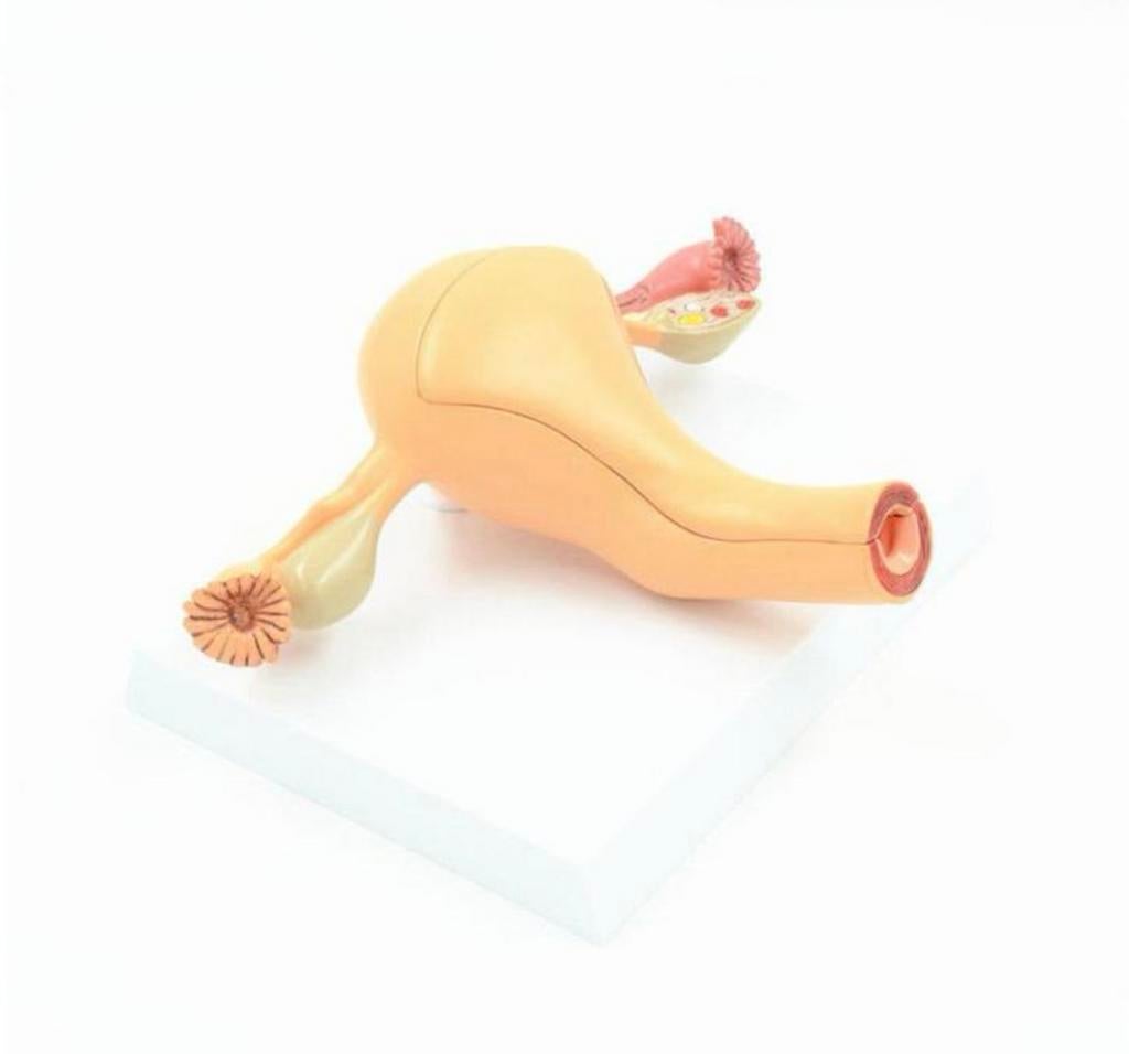 Baarmoeder Menselijk Anatomie Model Medisch School Arts, Verzenden