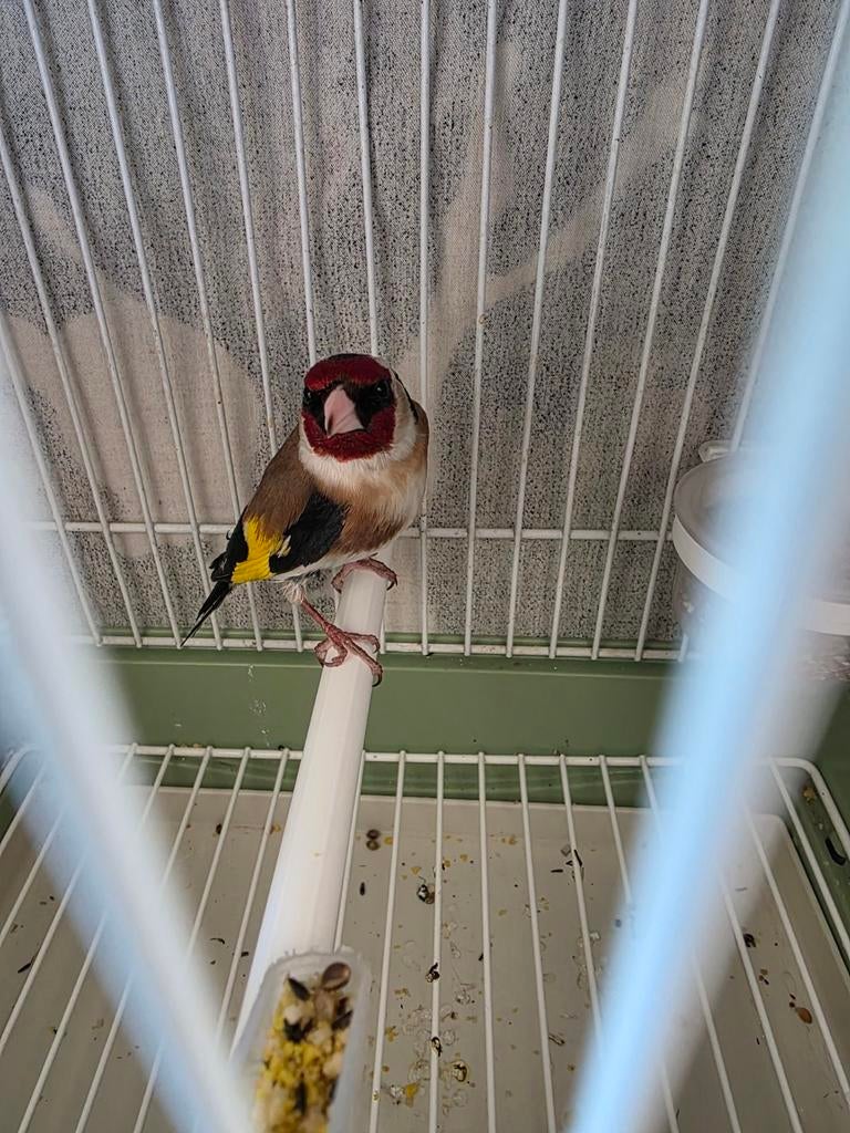 Mooie Parva putter man, Mannelijk, Wildzangvogel, Geringd