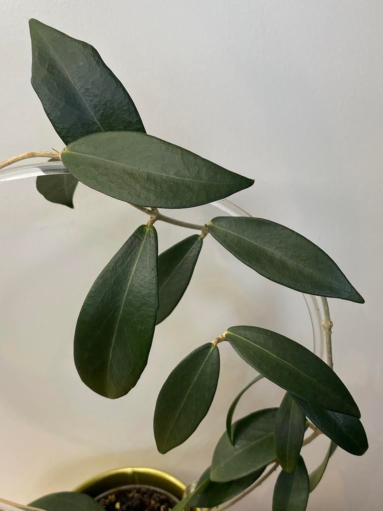 Hoya Globulifera, Huis en Inrichting, Kamerplanten, Ophalen of Verzenden, Halfschaduw, Minder dan 100 cm