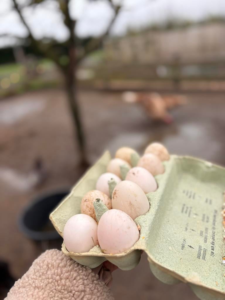 Broedeieren eenden – kuif- en Saksische eend, vers geraapt, Geslacht onbekend, Eend