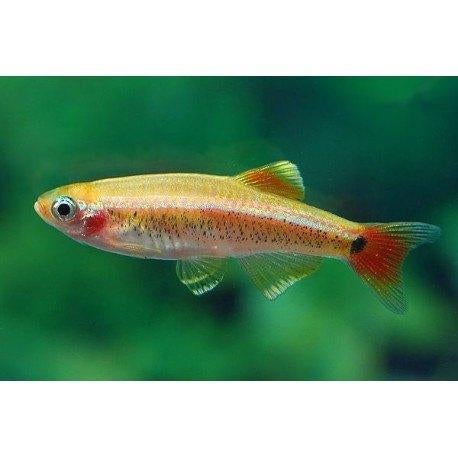 Chinese Danio Gold - Koidream Valburg, Vis, Zoetwatervis