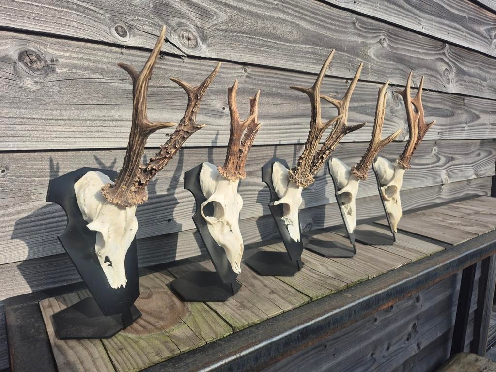 Ree Reebok geweitjes op standaard, Ophalen of Verzenden, Zo goed als nieuw, Overige soorten, Gewei of Kop