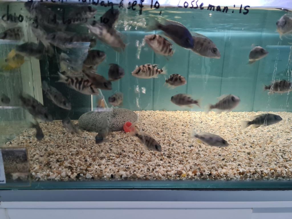 Protomelas Steveni Taiwan Reef Malawi Cichliden, Vis, Zoetwatervis