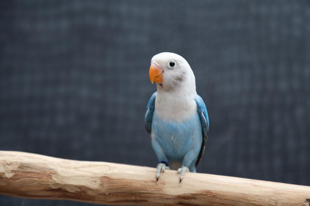Jonge Baby Agapornis | Fischeri | Div. Kleuren | Handtam, Dieren en Toebehoren, Vogels | Parkieten en Papegaaien, Meerdere dieren