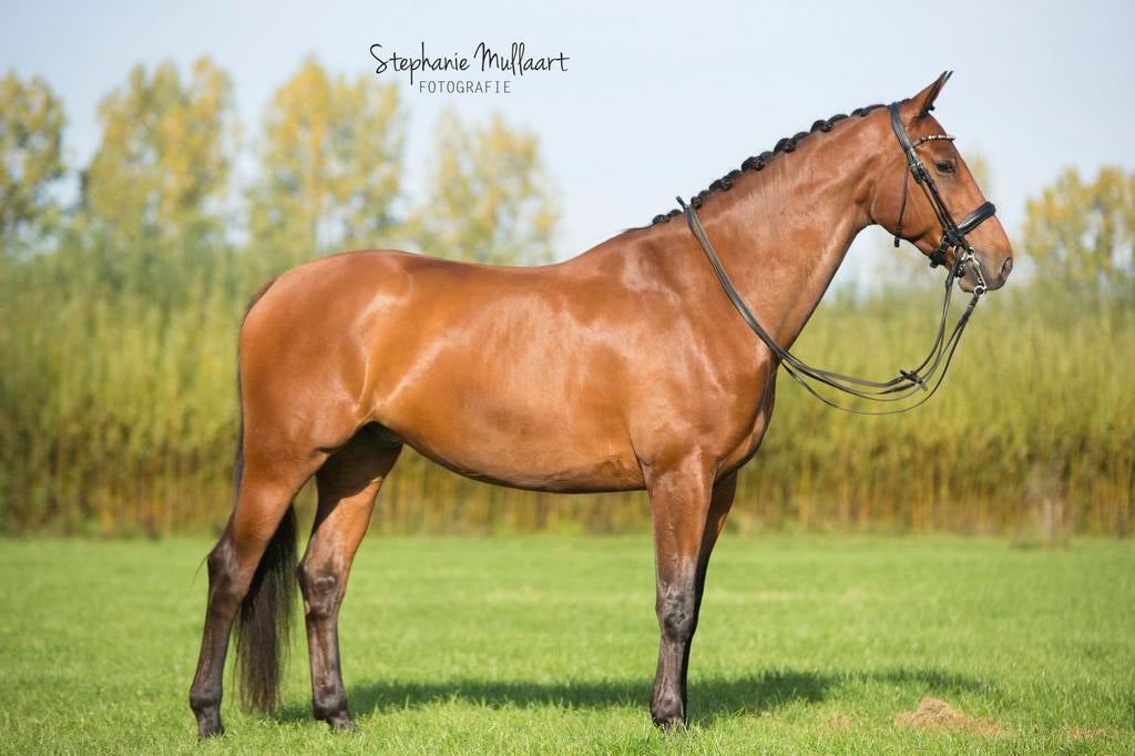 Gezocht bijrijder voor 2 paarden, Ophalen, Dressuur