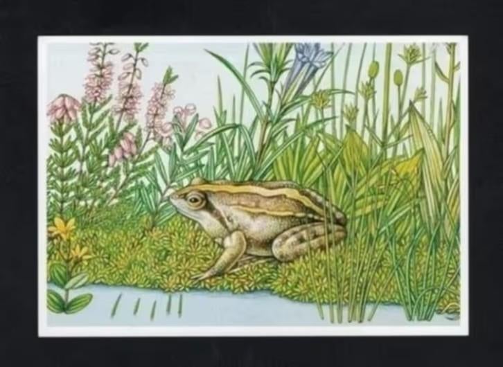 Heidekikker Heikikker Gentiaan Heide Moeras, Erno Tromp., Ophalen of Verzenden, 1980 tot heden, Ongelopen, Wild dier