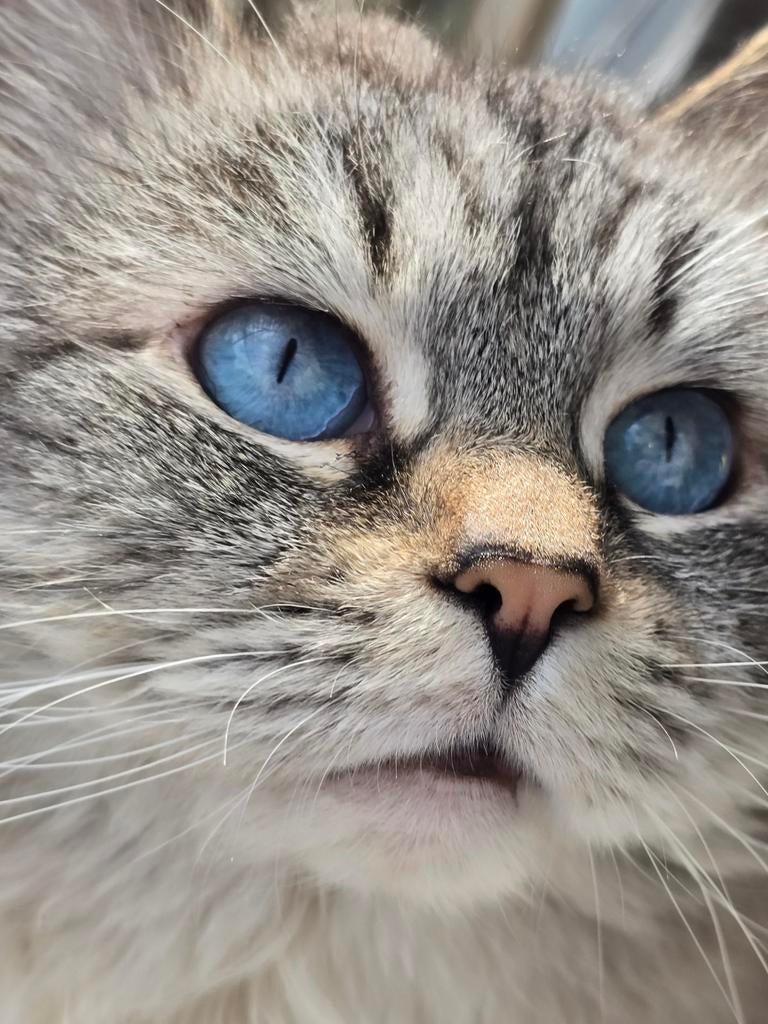 TER DEKKING: Prachtige Neva Masquerade, Hypoallergeen, 3 tot 5 jaar