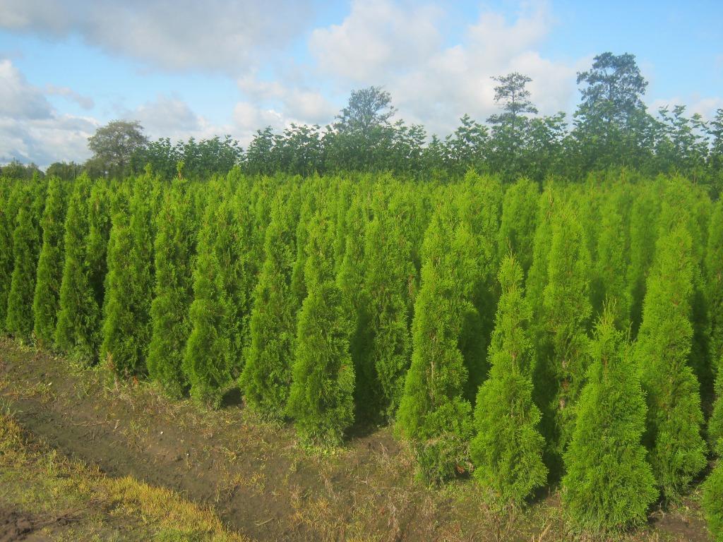 Thuja Smaragd voor haag of solitair, ACTIE: 180/200 € 15,00!, Ophalen, Conifeer, Haag, 100 tot 250 cm