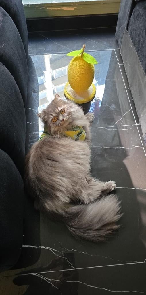 Lange haar Britse, Kater