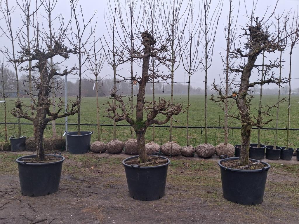 Pyrus 'Gieser Wildeman' laagstam oude stoofpeer bomen!, Tuin en Terras, Planten | Fruitbomen, Perenboom, 100 tot 250 cm, Volle zon