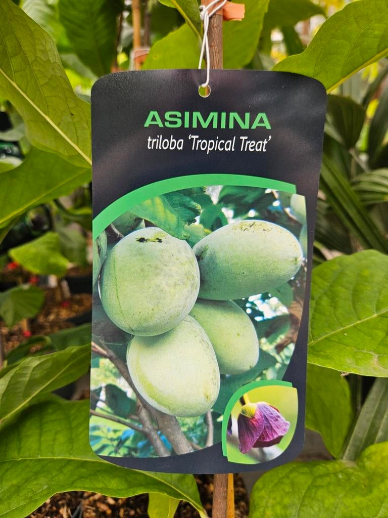Asimina triloba ' Tropical Treat ' / pawpaw / eetbare vrucht, Lente, 250 tot 400 cm, Ophalen, Volle zon