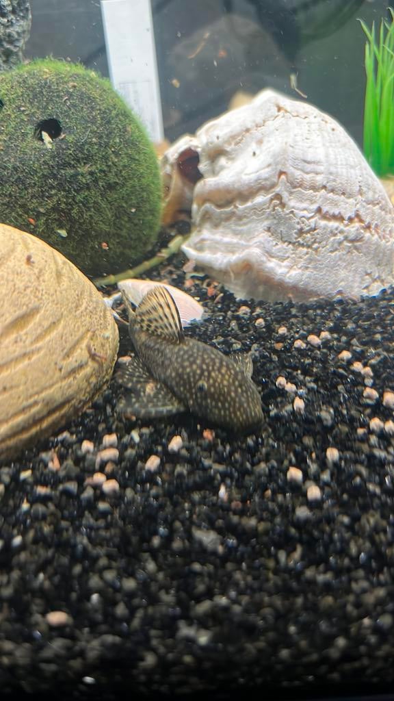 Ancistrus, Dieren en Toebehoren, Vis