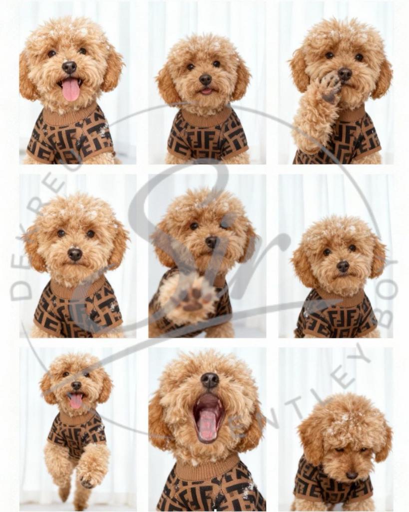 Dekreu Stamboom Toypoedel, 15 weken tot 1 jaar, Reu, Parvo, Eén hond