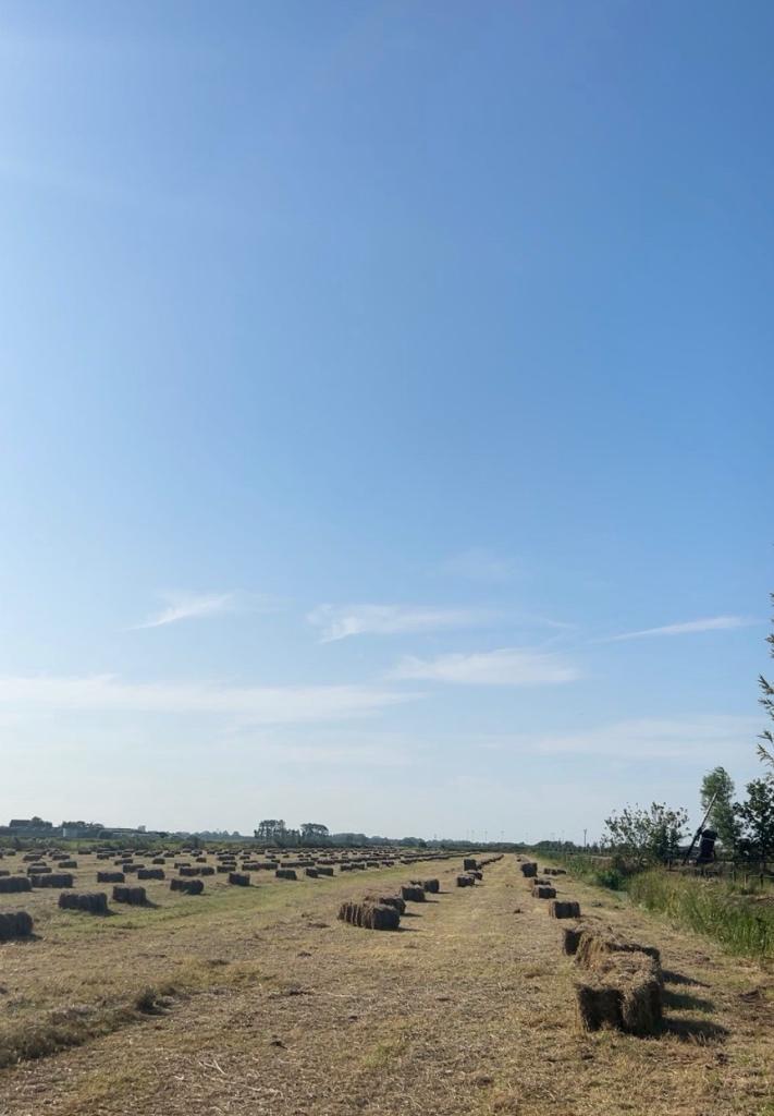 Hooibalen, Dieren en Toebehoren, Ophalen, Vee