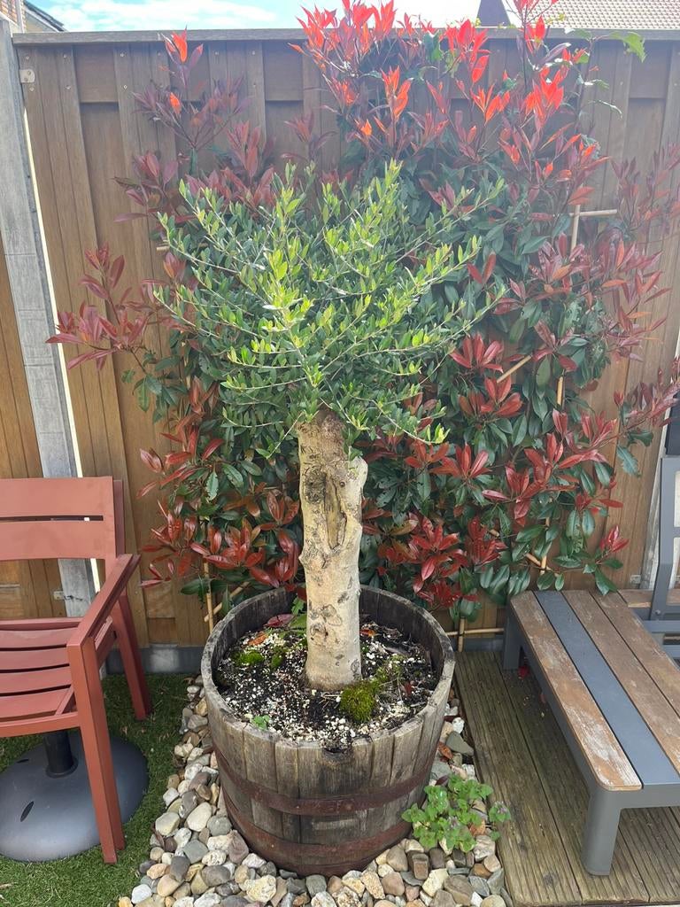 Olijfboom met mooie oude stam in whiskyvat, Tuin en Terras, Bloeit niet, 100 tot 250 cm, Olijfboom, Ophalen
