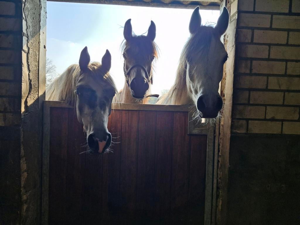 Stalhulp, Dieren en Toebehoren, Stalling en Weidegang