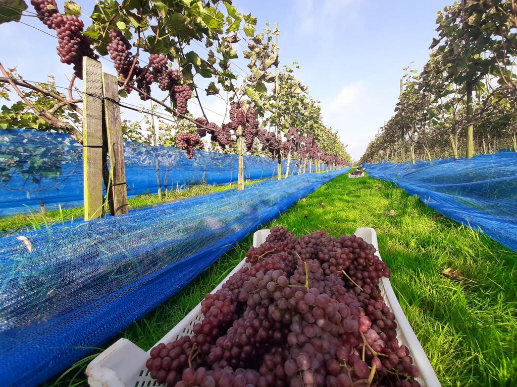 Druivennetten net druiven, Ophalen of Verzenden, Nieuw