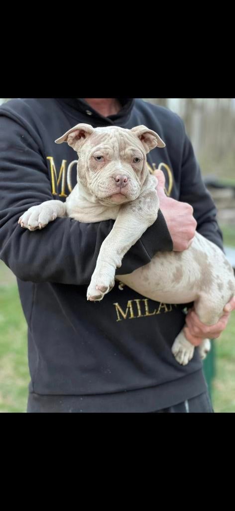 American bully pocket pups, Particulier, 8 tot 15 weken, Buitenland, Parvo