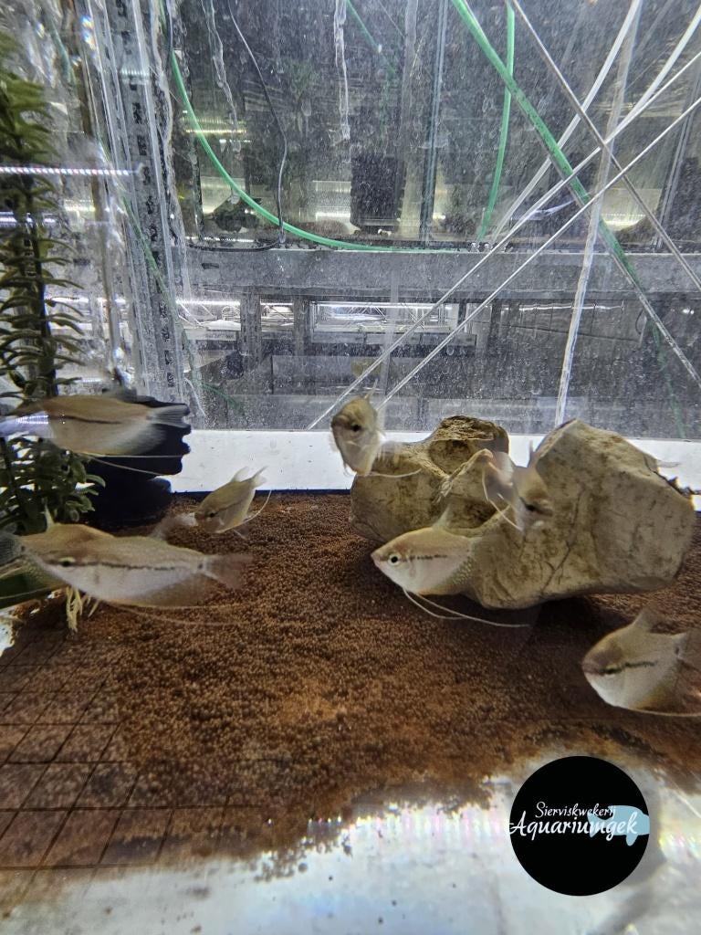 Trichopodus leerii - Diamant gourami, Dieren en Toebehoren, Vis, Zoetwatervis