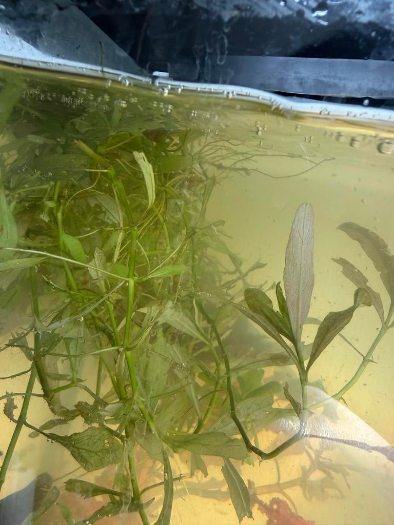 Aquarium planten, Ophalen of Verzenden, Plant(en), Steen of Hout