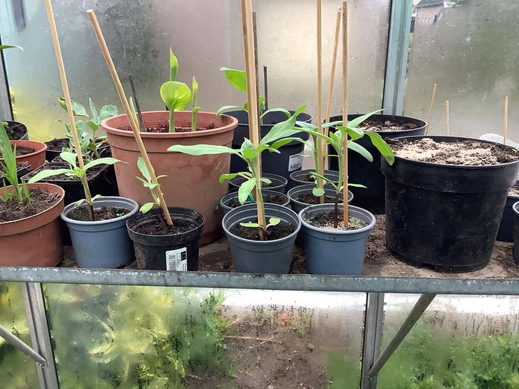 Zonnebloemen met zijbloemen, Volle zon, Eenjarig, Zomer, Ophalen