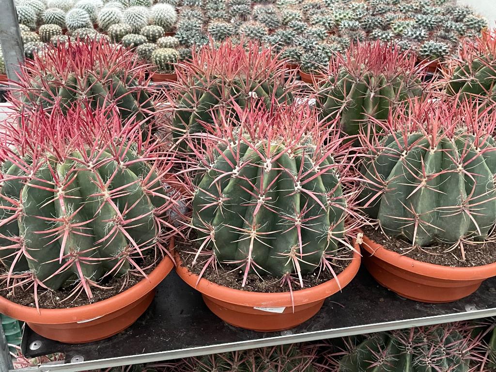 Cactus Ferocactus Stainesii in de 27cm pot., Ophalen of Verzenden, Minder dan 100 cm, Bloeiende kamerplant, Volle zon