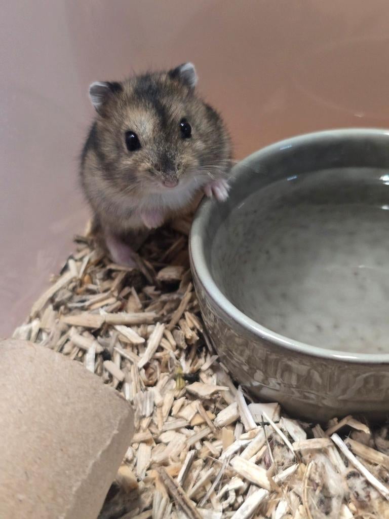 Dwerghamsters kindvriendelijk, schattig, Dieren en Toebehoren, Hamster, Februari, Meerdere dieren, Tam