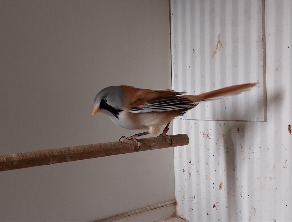Baardmannetje man 2024, Dieren en Toebehoren, Mannelijk, Wildzangvogel, Geringd
