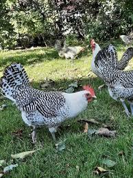 Broedeieren Friese kippen Zilvergepeld., Geslacht onbekend, Kip