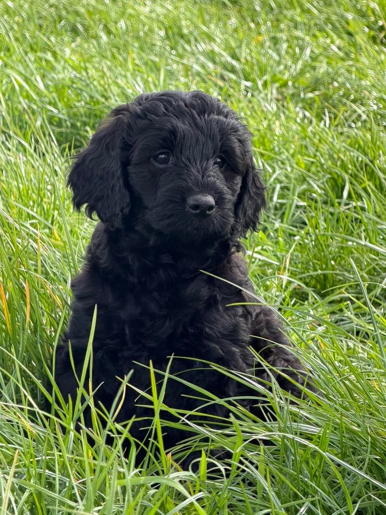 Labradoodle pups, Parvo, 8 tot 15 weken, Meerdere, Nederland