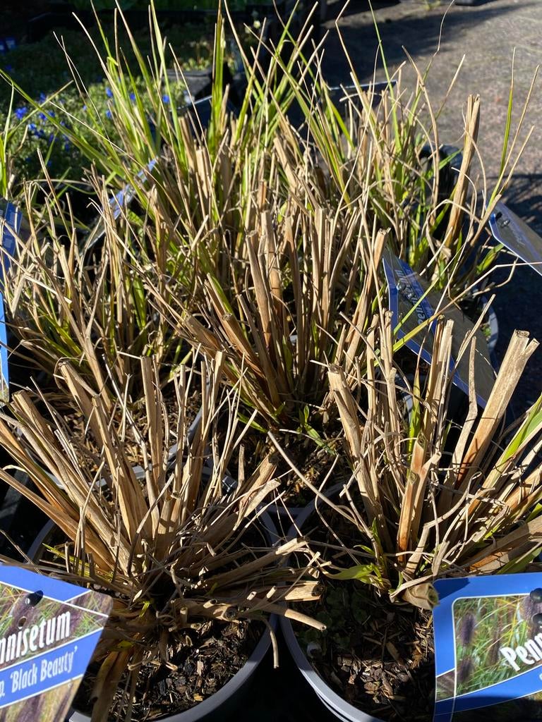 Pennisetum ‘black beauty’, Tuin en Terras, Planten | Tuinplanten, Ophalen, Siergrassen, Volle zon