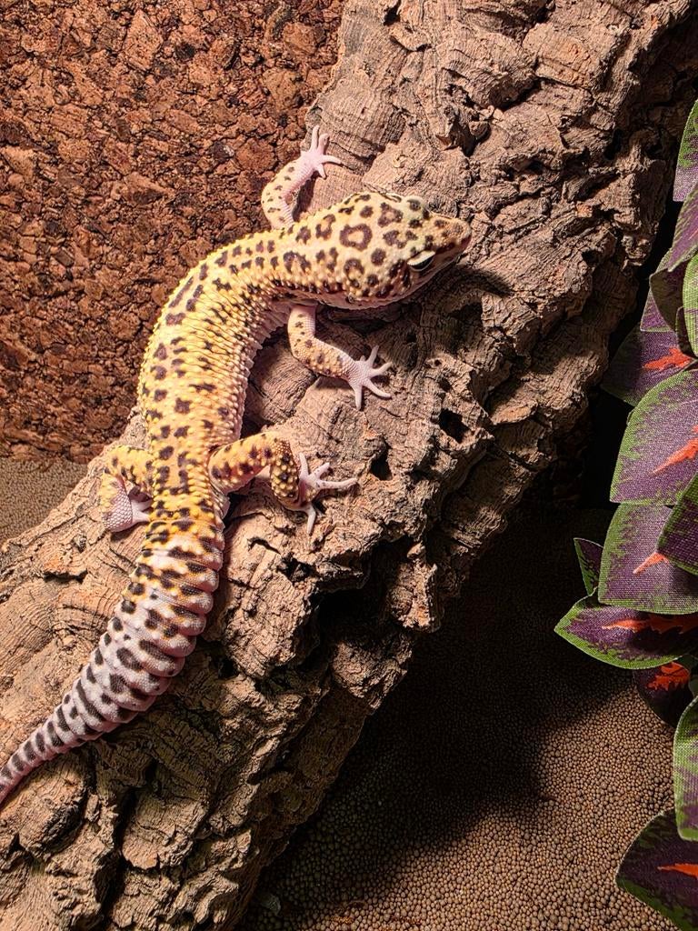 Gekko, Dieren en Toebehoren, Reptielen en Amfibieën, Hagedis, 0 tot 2 jaar