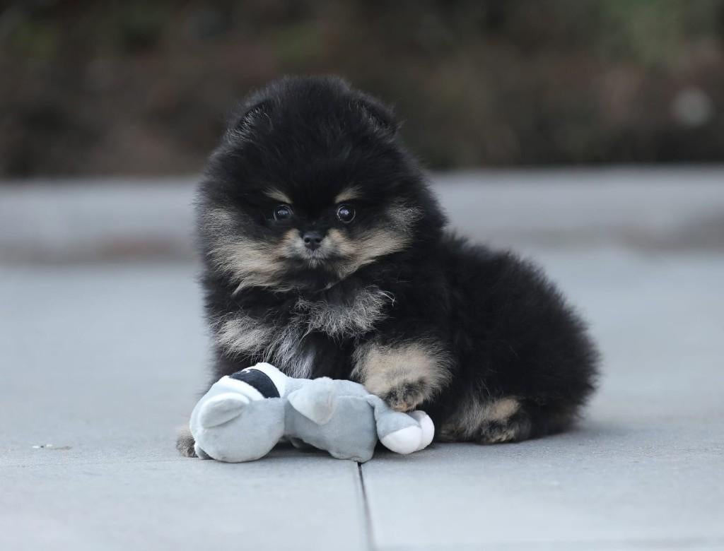 Pomeriaan pup reutje Black & Tan Bear type – te reserveren, Keeshond, Reu, 8 tot 15 weken, Buitenland