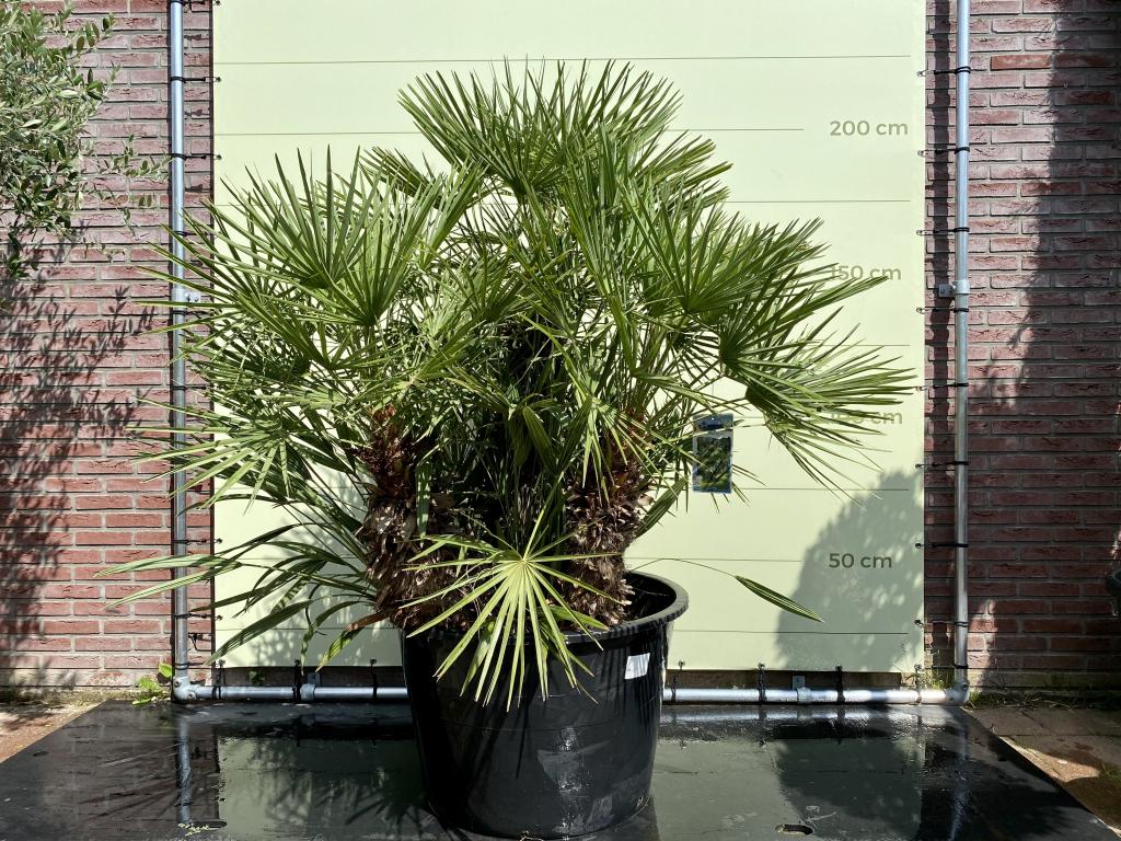 Palmboom - Chamaerops Humilis - stamhoogte 80 cm, Ophalen of Verzenden, 100 tot 250 cm, Zomer, Palmboom