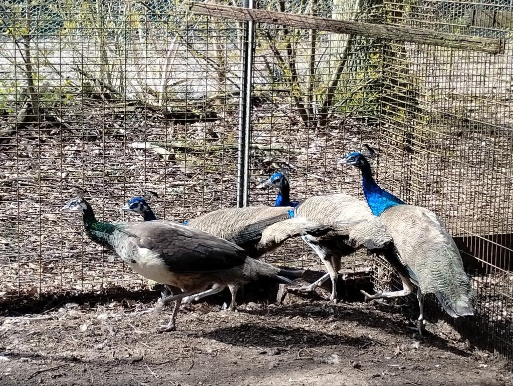 Pauwen, Dieren en Toebehoren, Pluimvee, Meerdere dieren, Overige soorten