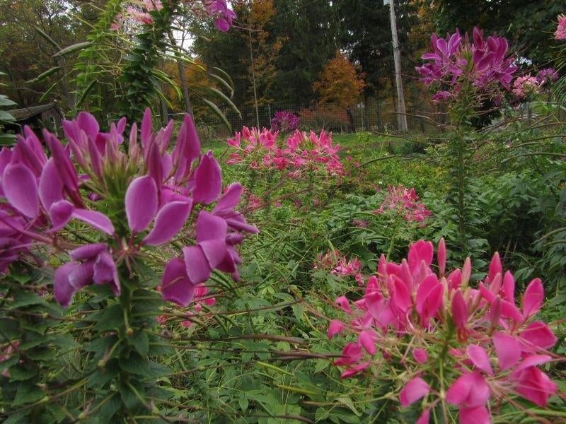 Zaden Cleome zuurstokroze, Verzenden, Volle zon