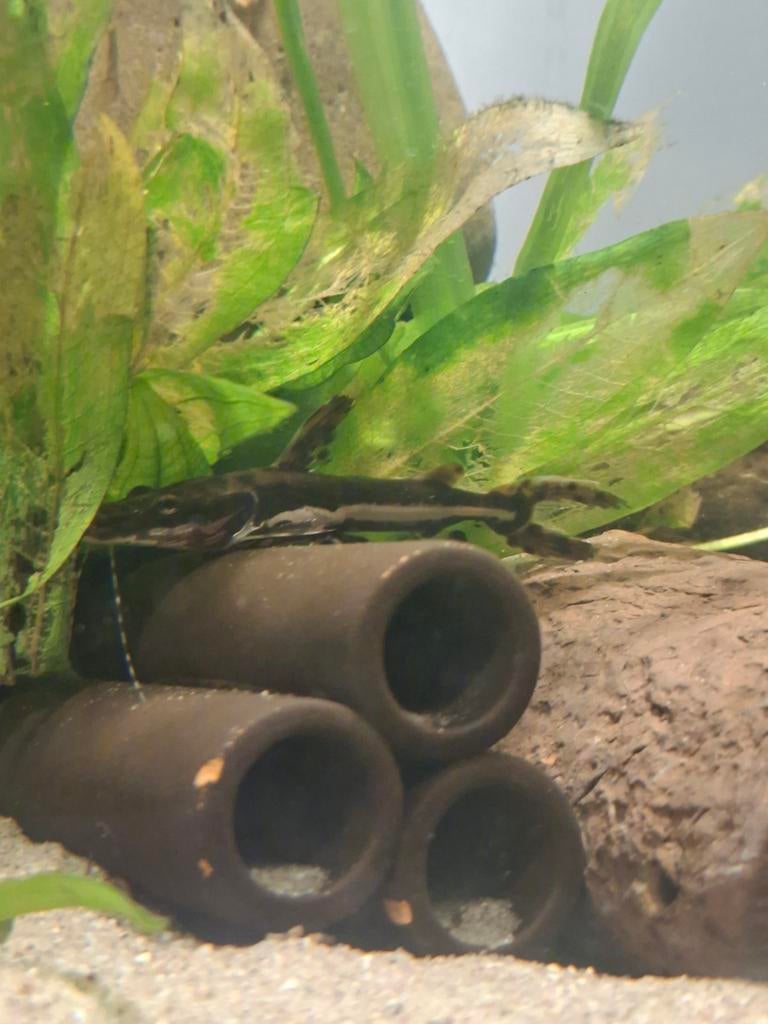 Tigershovelnose meerval, Dieren en Toebehoren, Vissen | Aquariumvissen, Vis