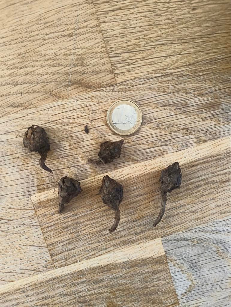 Alocasia wentii knollen corms, Huis en Inrichting, Kamerplanten, Ophalen of Verzenden, Halfschaduw, Minder dan 100 cm