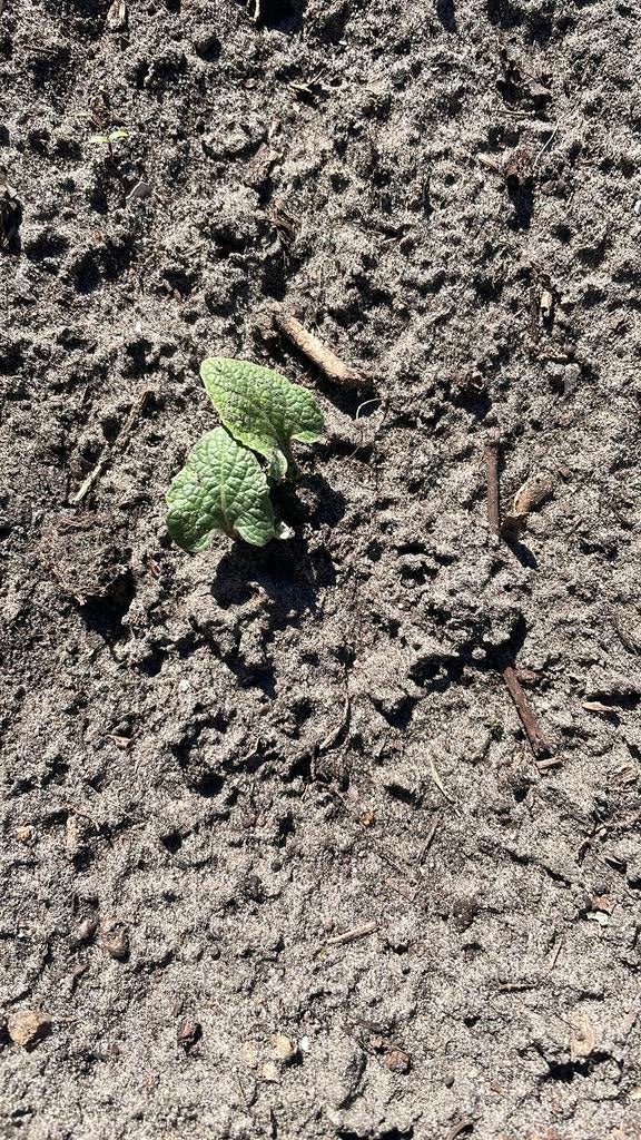 Kliswortel, Ophalen, Overige soorten, Volle zon