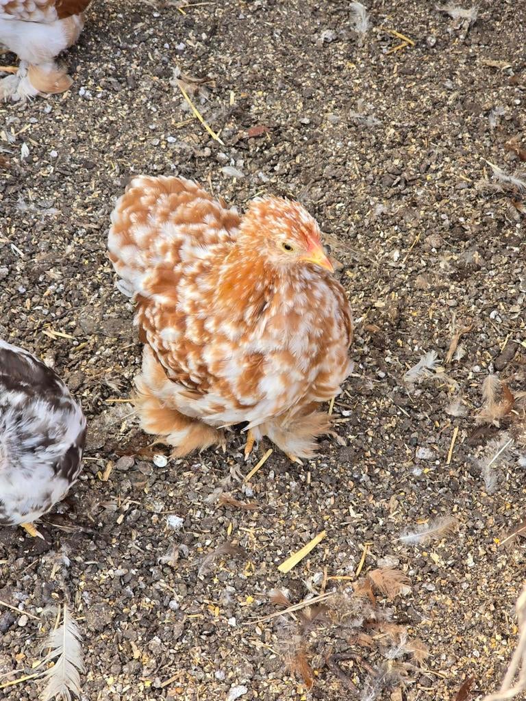 Jonge Cochin kriel Hennen, verschillende kleurtjes!, Vrouwelijk, Kip