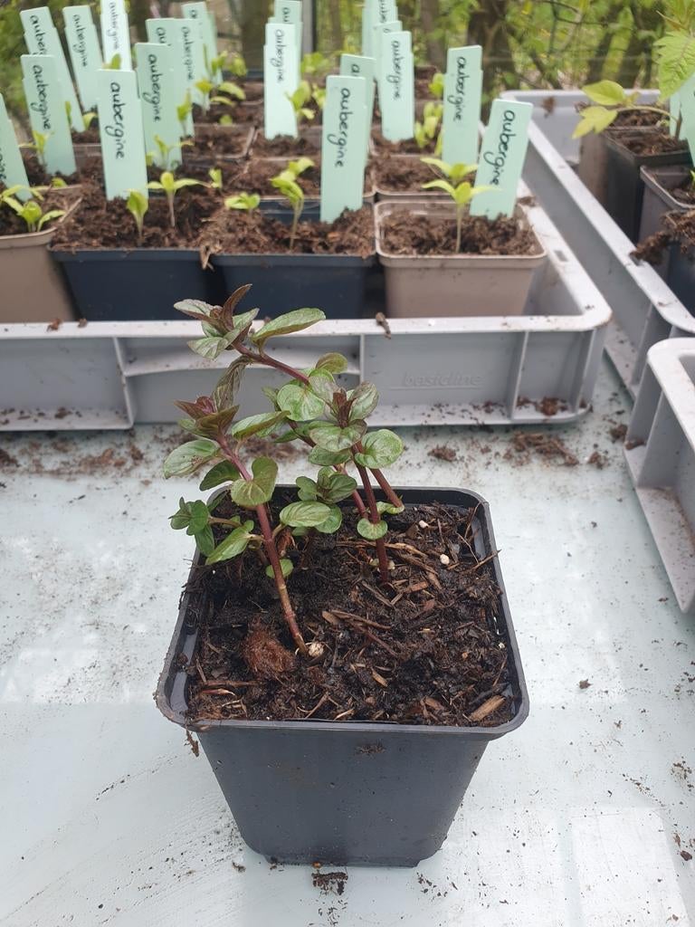 Chocolade munt, Ophalen of Verzenden, Volle zon