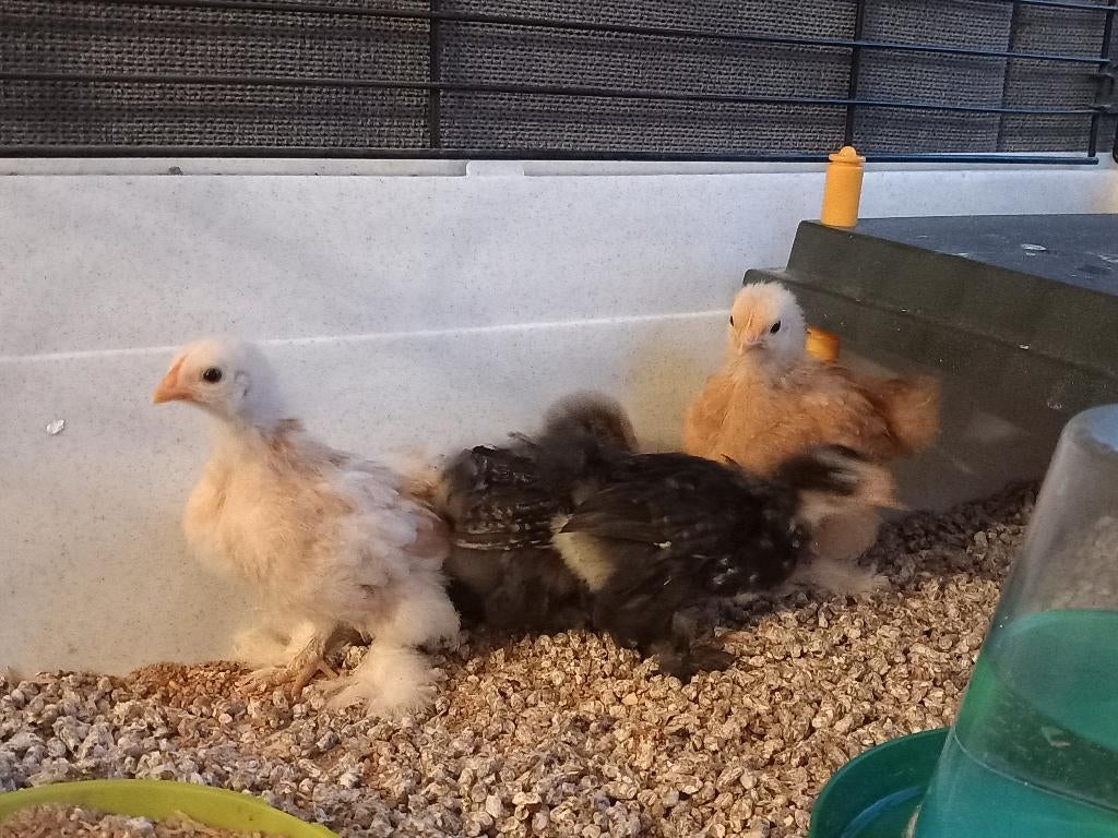 Cochin kriel, Dieren en Toebehoren, Pluimvee, Kip, Vrouwelijk