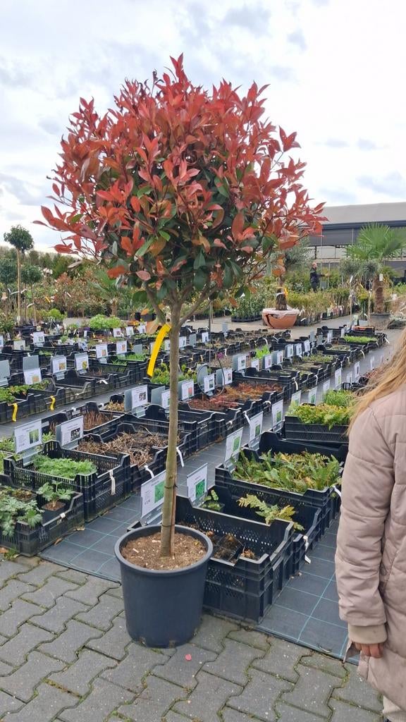 Photinia fraseri Red Robin Glansmispel op stam, Ophalen of Verzenden, Vaste plant, Overige soorten, Halfschaduw